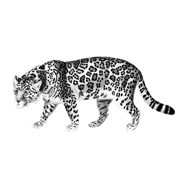 Vintage Illustrations Of Jaguar Vector Free Download 626x626 Vintage Illustrations Of Jaguar Vector Free Download