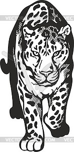 Walking Jaguar 147x300 Walking Jaguar