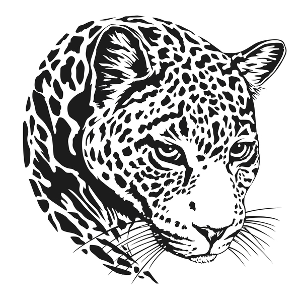 Jaguar Head Illustration Vector Free Download 600x593 Jaguar Head Illustration Vector Free Download
