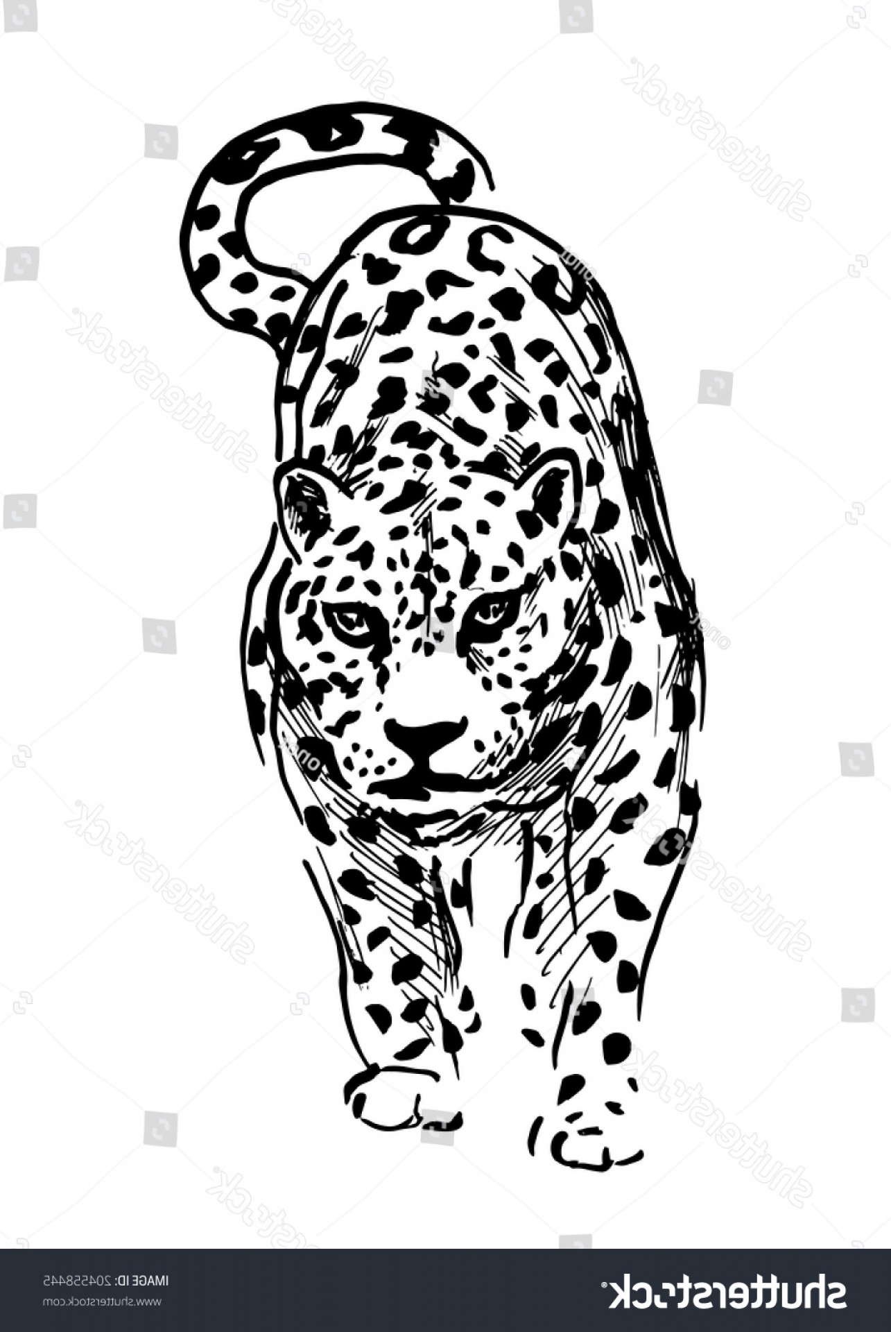 Hand Drawing Jaguar Vector Illustration Soidergi 1285x1920 Hand Drawing Jaguar Vector Illustration Soidergi