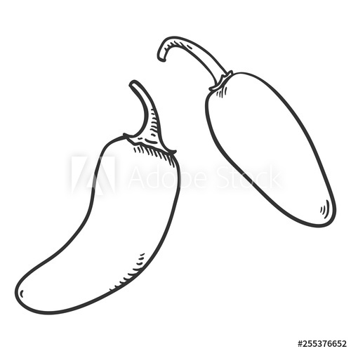500x500 Vector Sketch Jalapeno Pepper