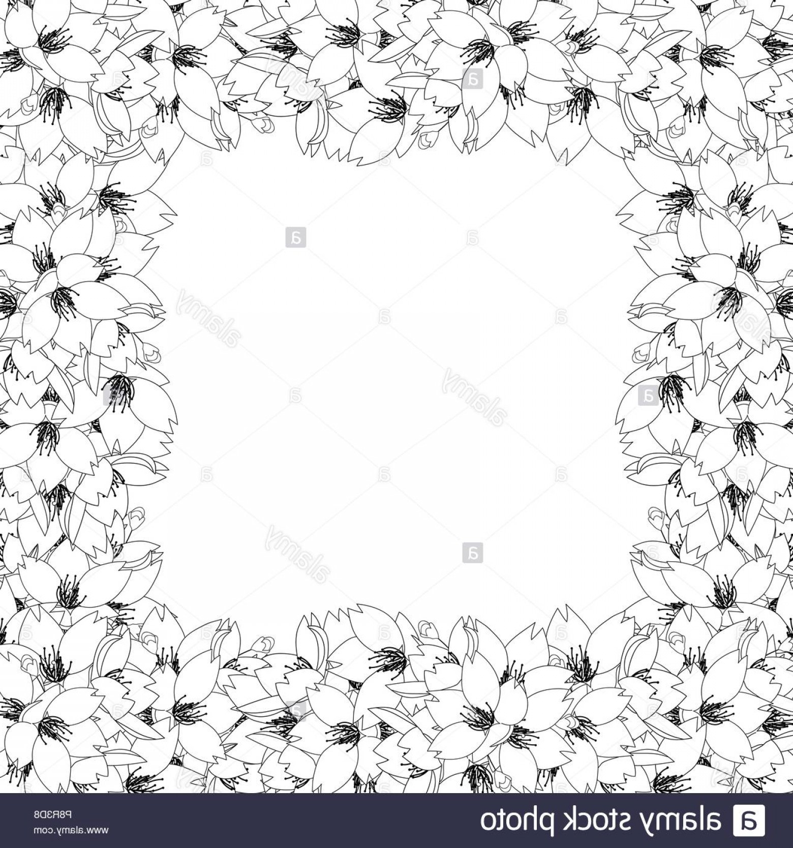 1560x1668 Prunus Serrulata Outline Border Cherry Blossom Sakura National