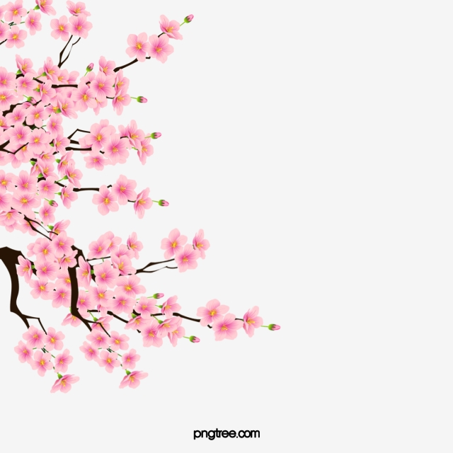 640x640 Cherry Blossom Png, Vector, And Clipart With Transparent