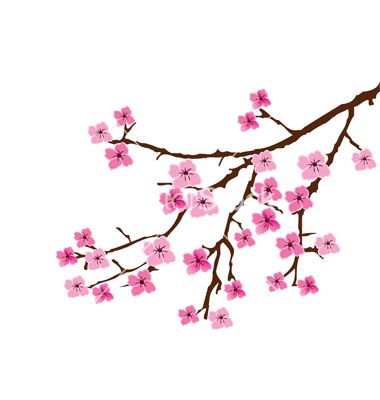 Japanese Cherry Blossom Vector At Vectorifiedcom | Collection Of