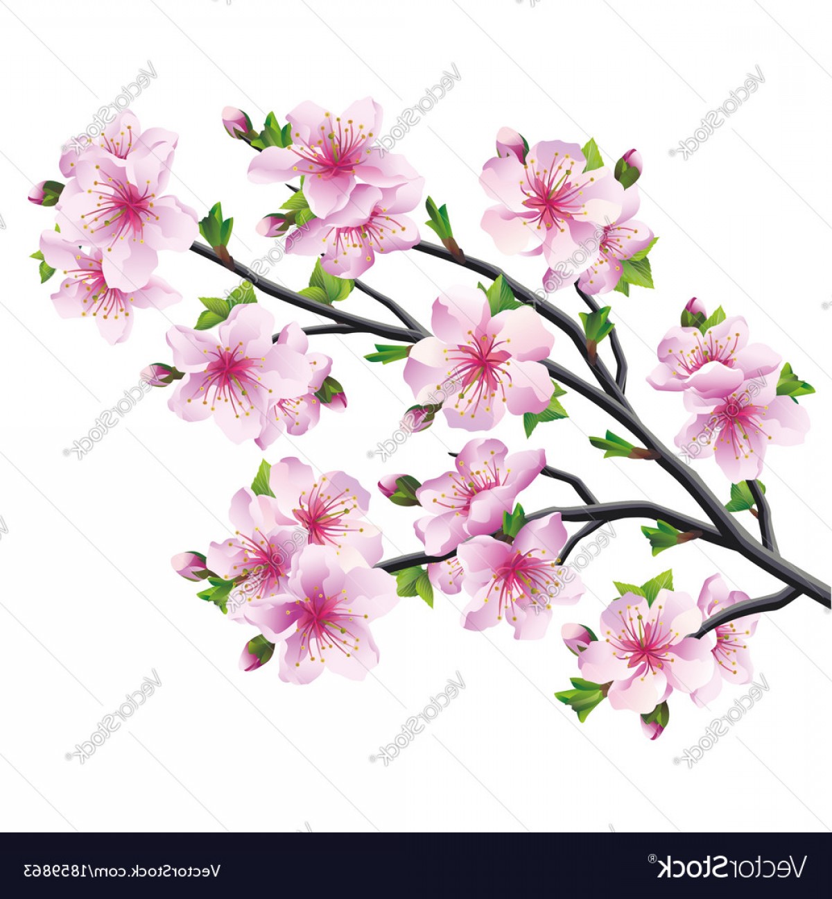 Japanese Cherry Blossom Vector at Vectorified.com | Collection of ...