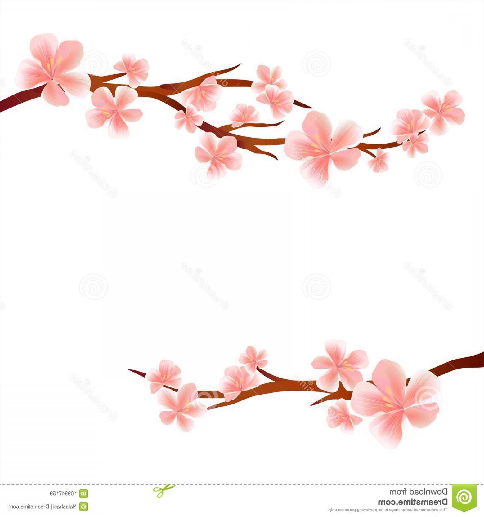 1560x1668 Branches Sakura Pink Flowers Isolated White Background Apple Tree