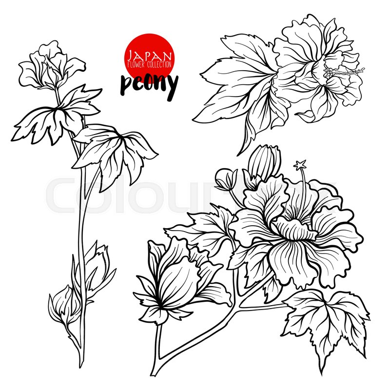Peony Flowers Stock Line Vector Stock Vector Colourbox 800x800 Peony Flowers Stock Line Vector Stock Vector Colourbox