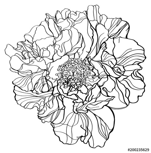 Black And White Line Illustration Of Peony Japanese Flower 493x500 Black And White Line Illustration Of Peony Japanese Flower