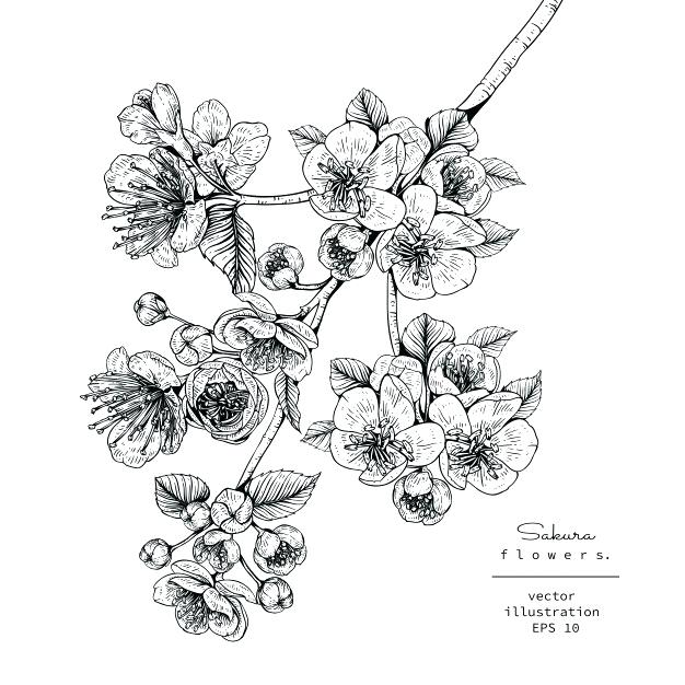 Vector Japanese Flowers 626x626 Vector Japanese Flowers