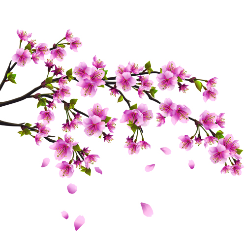 Japan Cherry Blossoms Free Vector Free Download 500x500 Japan Cherry Blossoms Free Vector Free Download