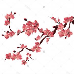 Japanese Tree Sakura Cherry Blossom Vector Hoodamathrun 300x300 Japanese Tree Sakura Cherry Blossom Vector Hoodamathrun
