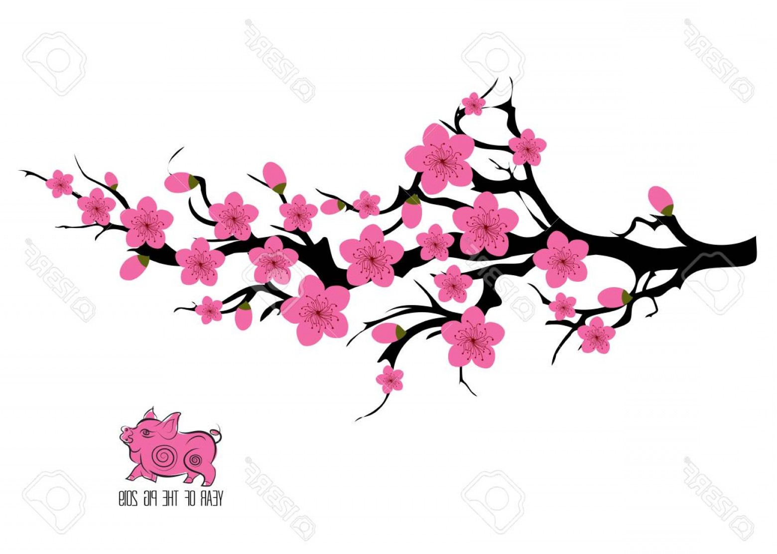 Photostock Illustration Japan Cherry Blossom Branching Tree Vector 1560x1113 Photostock Illustration Japan Cherry Blossom Branching Tree Vector