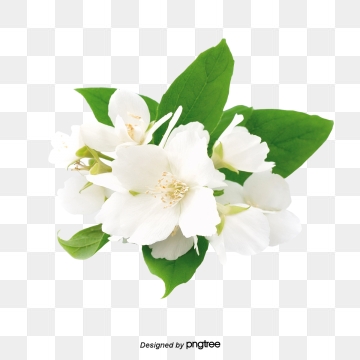 Jasmine Flower Png, Vector, And Clipart With Transparent 360x360 Jasmine Flower Png, Vector, And Clipart With Transparent