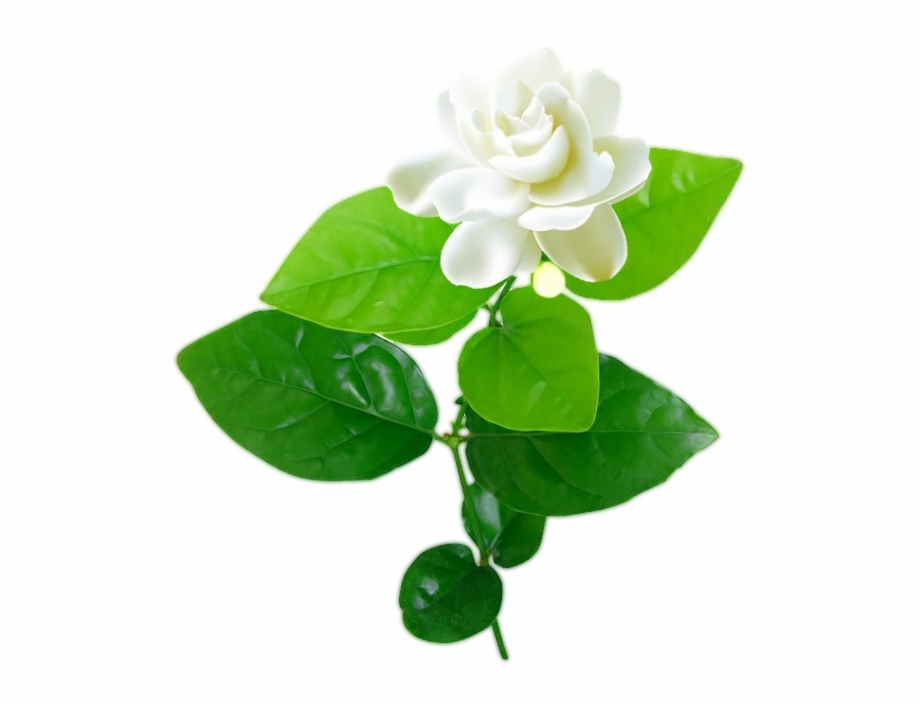 Jasmine Flower With Leaves Png 920x706 Jasmine Flower With Leaves Png