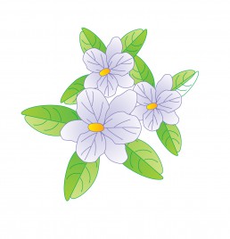 Jasmine Flower Vectors Stock For Free Download 258x268 Jasmine Flower Vectors Stock For Free Download