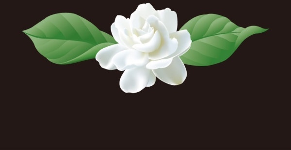 Jasmine Vector Free Vector Download 600x311 Jasmine Vector Free Vector Download