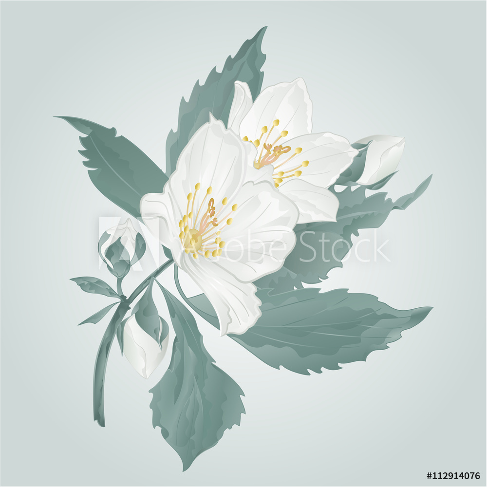 Jasmine Flower Vector at Vectorified.com | Collection of Jasmine Flower