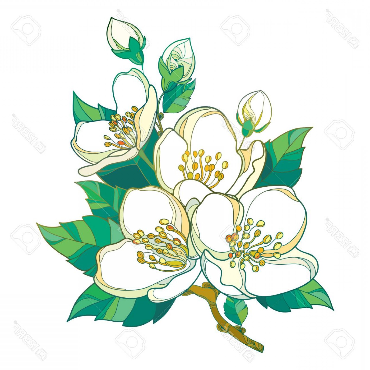 Photostock Vector Branch With Outline Pastel Jasmine Flowers Bud 1560x1560 Photostock Vector Branch With Outline Pastel Jasmine Flowers Bud
