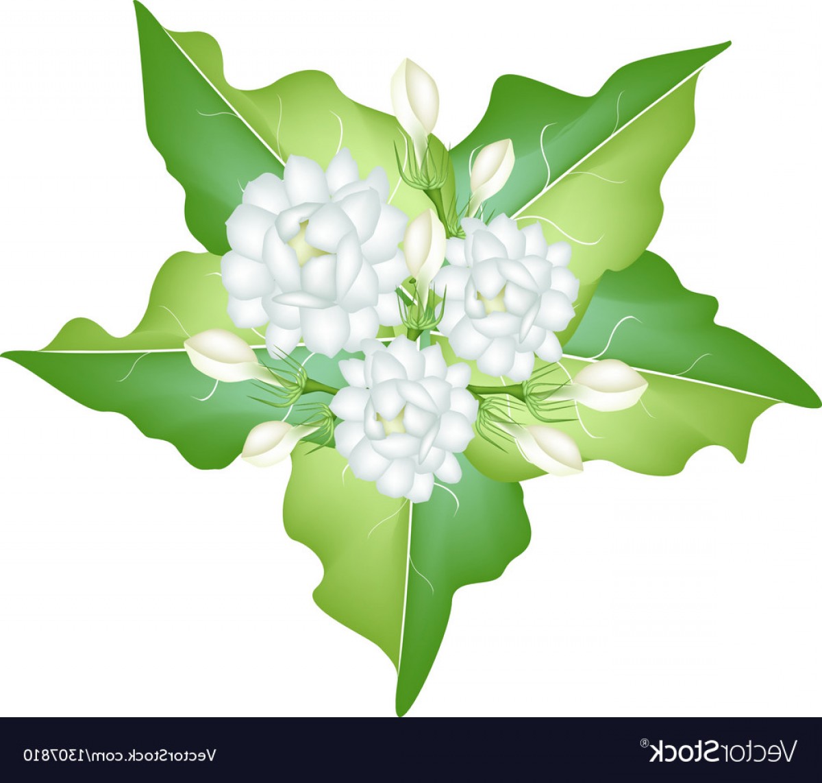 Sampaguita Flower Vector Hoodamath 1200x1142 Sampaguita Flower Vector Hoodamath