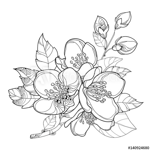 Vector Branch With Outline Jasmine Flowers, Bud And Leaves 500x500 Vector Branch With Outline Jasmine Flowers, Bud And Leaves