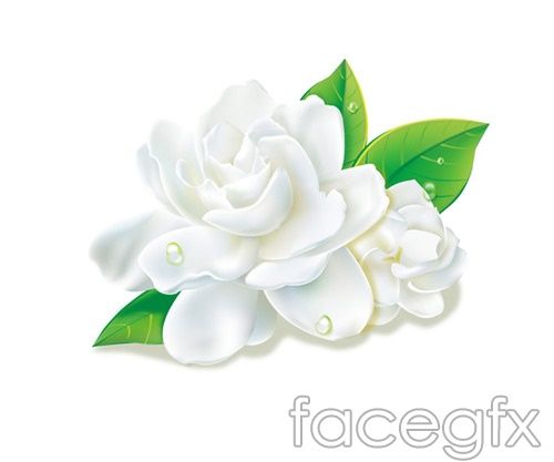 Vector Flower Vector Vector Jasmine Plants Vector Flower 500x417 Vector Flower Vector Vector Jasmine Plants Vector Flower