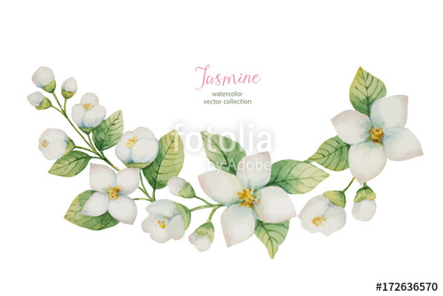 Watercolor Vector Wreath Of Flowers And Branches Jasmine Isolated 500x334 Watercolor Vector Wreath Of Flowers And Branches Jasmine Isolated