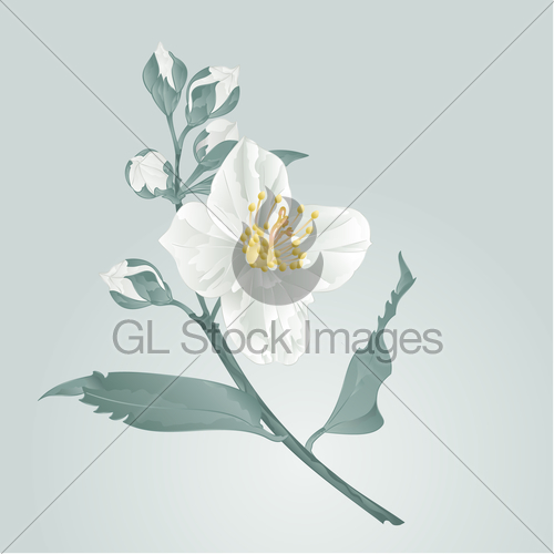 Flower Jasmine And Buds Vector Gl Stock Images 500x500 Flower Jasmine And Buds Vector Gl Stock Images