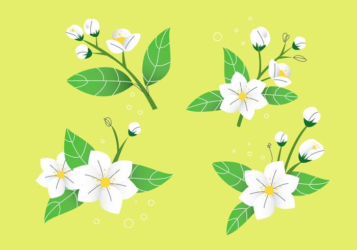White Jasmine Flower Petals Vector Illustration Stock 700x490 White Jasmine Flower Petals Vector Illustration Stock