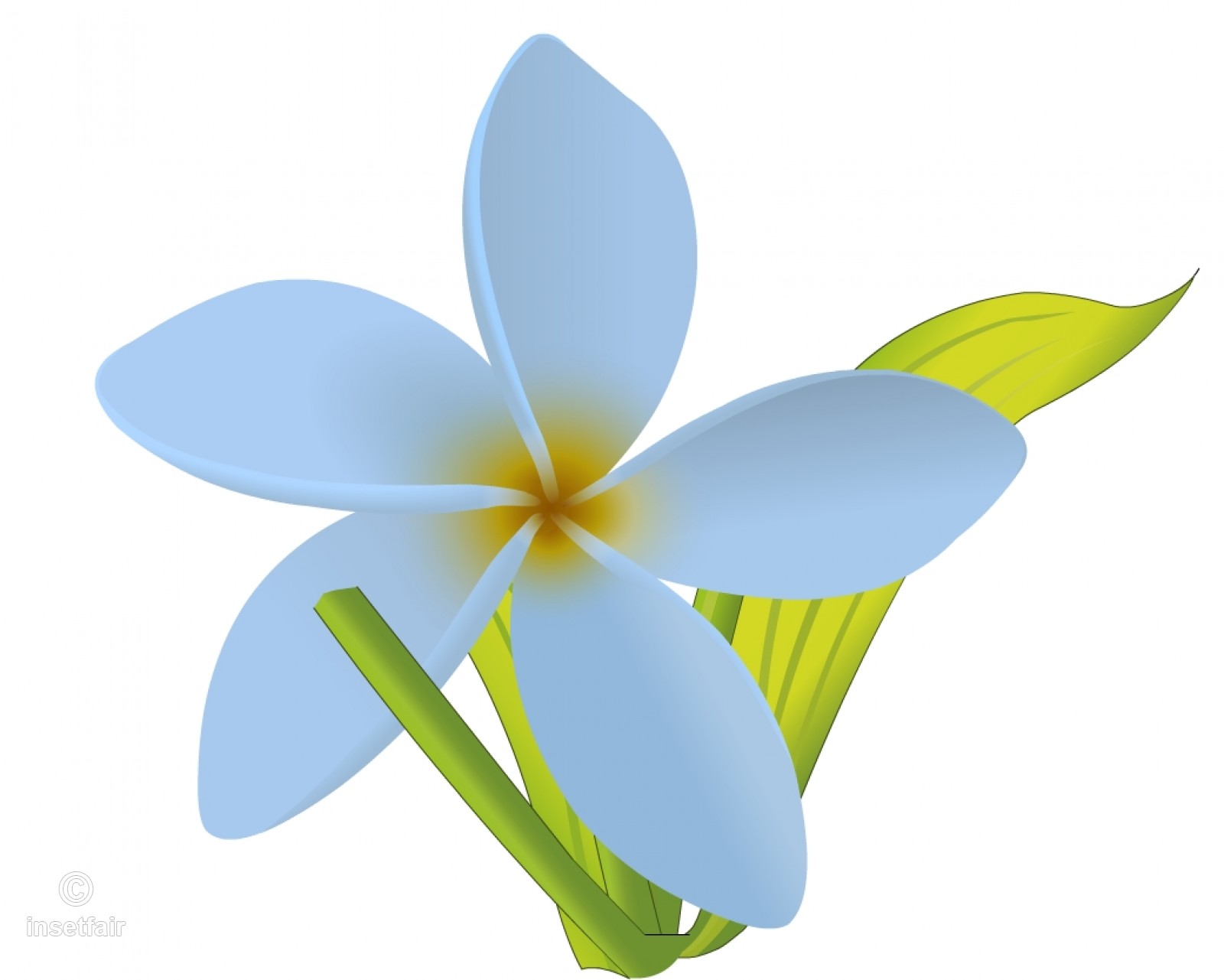White Jasmine Flower Vector Drawing With Adobe Flash 1600x1281 White Jasmine Flower Vector Drawing With Adobe Flash