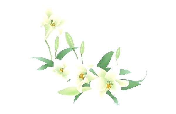 Free Vector Jasmine Flowers 600x387 Free Vector Jasmine Flowers