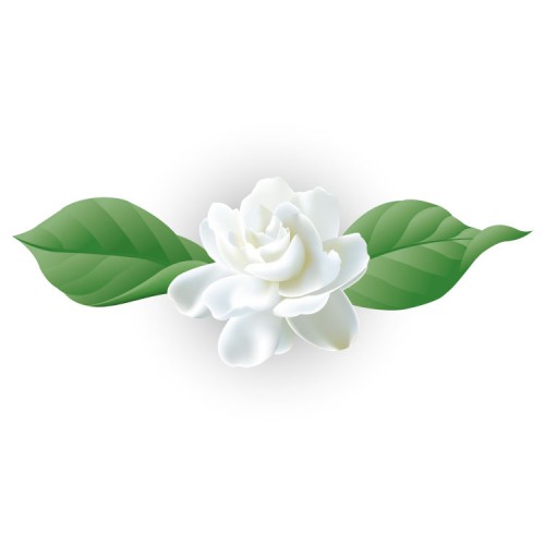 Jasmine Flower Vector 500x500 Jasmine Flower Vector