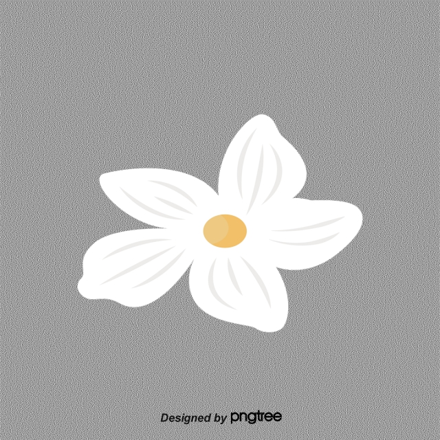 Jasmine Flower Png Images Vector And Free Download 640x640 Jasmine Flower Png Images Vector And Free Download