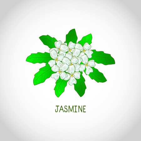 450x450 Jasmine Sketch Royalty Free Vector Graphics