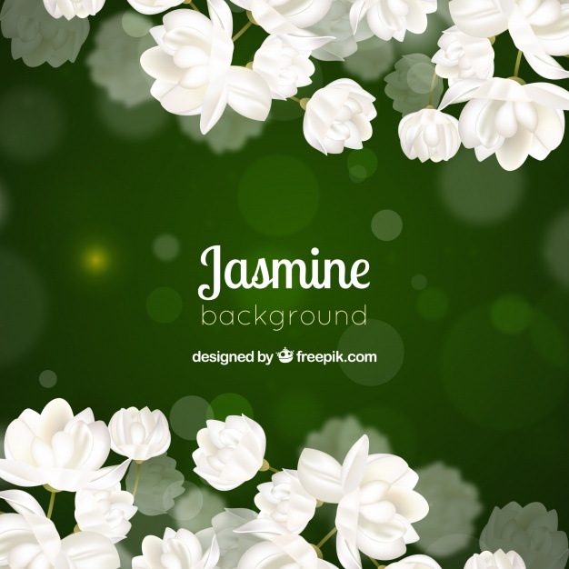 626x626 Jasmine Vectors, Photos And Free Download