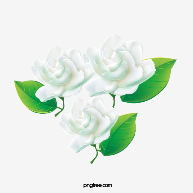 640x640 Jasmine Png, Vector, And Clipart With Transparent Background