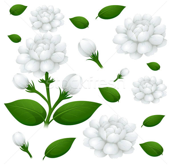600x578 Jasmine Stock Vectors, Illustrations And Cliparts Stockfresh