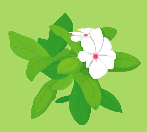 514x460 Jasmine Vector Free Download
