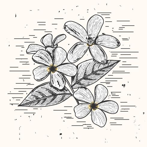 490x490 Jasmine Vector Illustration