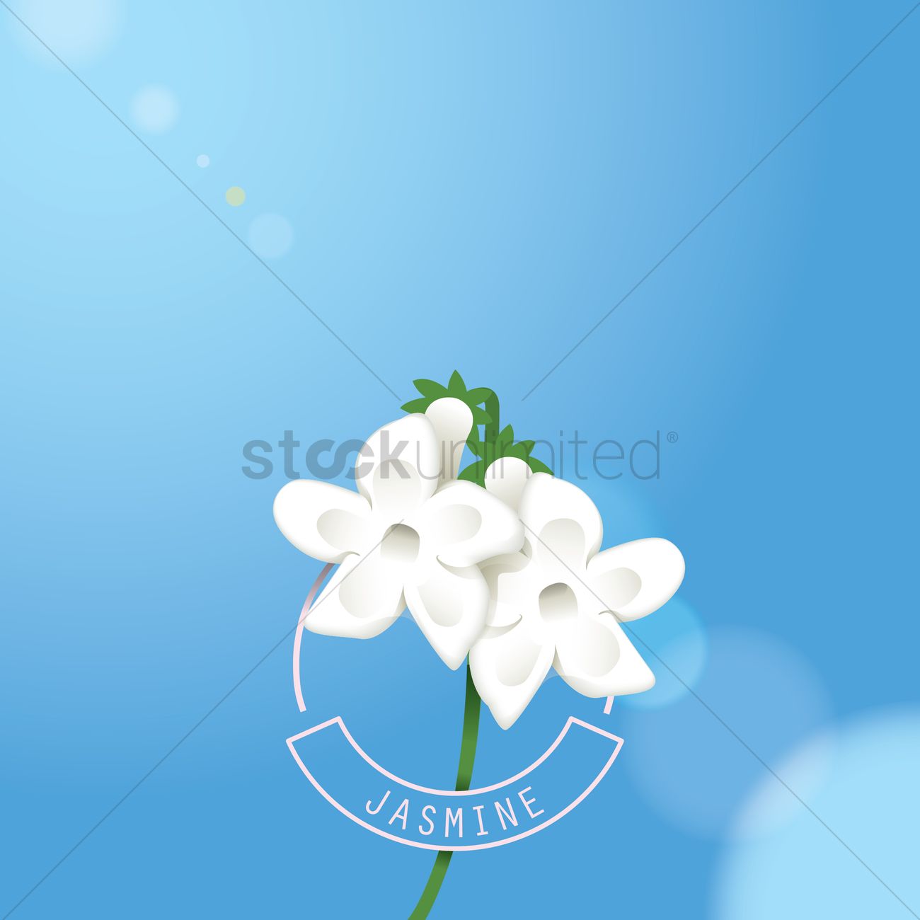 1300x1300 Jasmine Vector Image