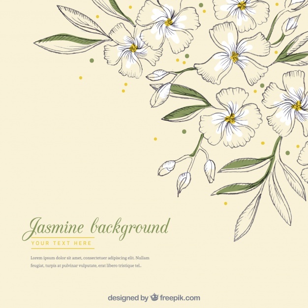 626x626 Jasmine Vectors, Photos And Free Download