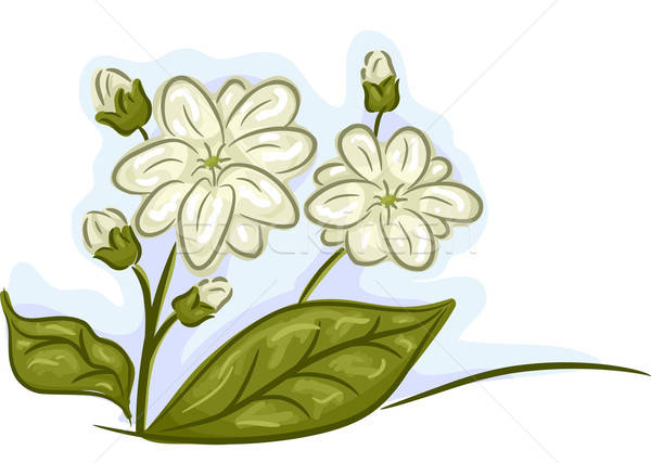 600x427 Jasmine Vector Illustration Lenm