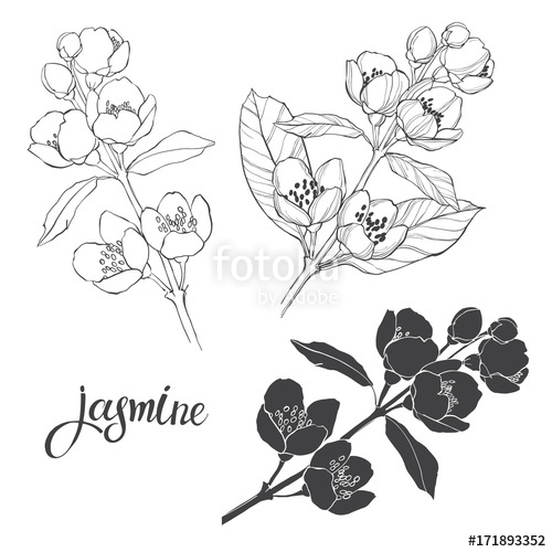 500x500 Jasmine Three Isolated Vector Floral Elements For Design Black