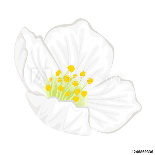 500x500 Jasmine Vector Illustration Of Flower Isolated On A White
