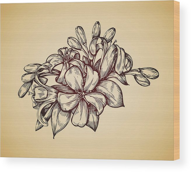 655x591 Vintage Flower Hand Drawn Retro Sketch Jasmine Vector