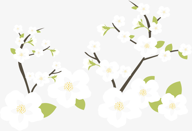 650x445 White Jasmine, Vector Png, Jasmine Png And Vector With Transparent