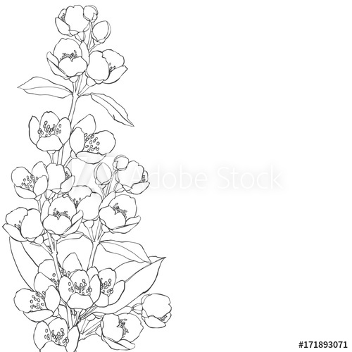 500x500 Floral Background With Hand Drawn Branches Of Flowers Jasmine