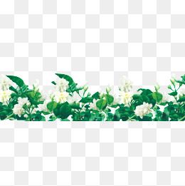 260x261 Jasmine, Flowers, Decorative Lace Png Transparent Clipart Image