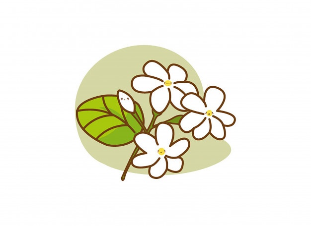 626x456 Jasmine Flower Vector Vectors, Photos And Free Download