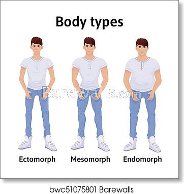 362x382 Constitution Of Human Body Man Body Types Endomorph, Ectomorph