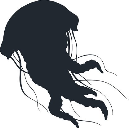 Vector Jellyfish Hand Drawn Silhouette Illustration Premium 416x415 Vector Jellyfish Hand Drawn Silhouette Illustration Premium